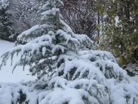 014.webp