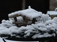 Vogelhäusel.webp