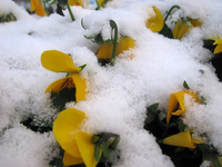1.advent.webp
