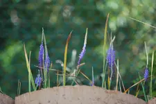 Unbekannte Blaue.webp
