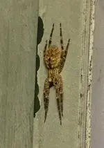 spinne.webp