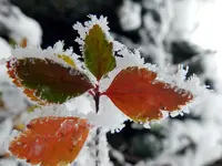 Rauhreif_052.webp