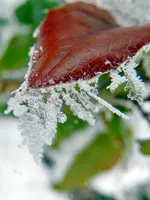 Rauhreif_275.webp