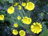 gelbe-klostergrund-mitte gelb 2012 (1).webp