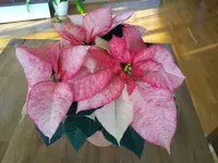 20121203_132334.webp
