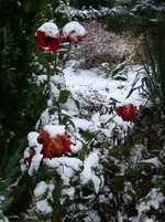 DSC01880.webp