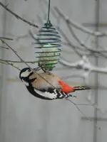 Buntspecht-Dame_010.webp