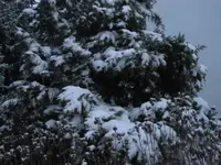 004.webp