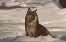 Wolf03,NP Bayer.Wald Jan´06.webp