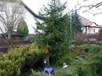 Baum.webp