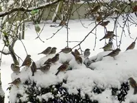 DSCN5474.webp