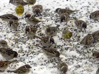 DSCN5482.webp
