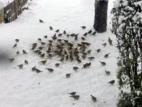 DSCN5487.webp