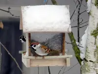 DSCN5457.webp