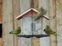 Grünfink und Spatz_042.webp