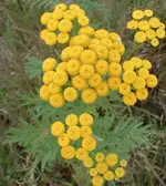 tanacetum.webp tanacetum.webp