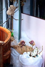 Rosen und Hortensie gut eingepackt_400.webp