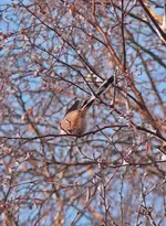 P1090161.webp