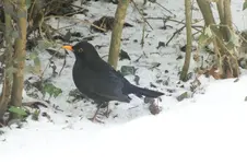2012_1205Herbst0002.webp