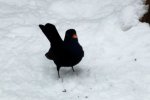 2012_1205Herbst0003 amsel.JPG