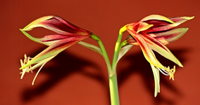 Amaryllis Lima Cibyster_600.webp