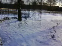 BirkeSchneeDez12.webp
