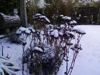 Sedum1Dez12.webp