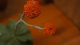 DSC00552.webp