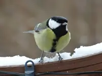 Kohlmeise.webp