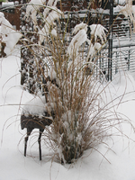 Gräser 07.12.12.webp