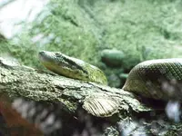 aquarium 029.webp