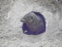 aquarium 039.webp