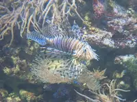 aquarium 062.webp