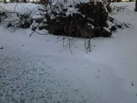 Winterschlaf.webp