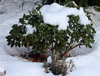 Azalee mit Schneehut_600.webp