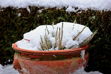 Erika unter Schnee_600.webp