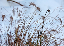Lampenputzer im Schnee_700.webp