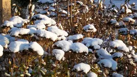 Sedum.webp