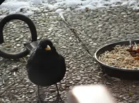 Amsel1.webp