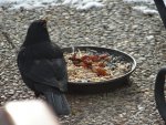 Amsel2.JPG