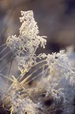 Scannen0003.webp