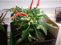 ChiliNasch10_12_12.webp