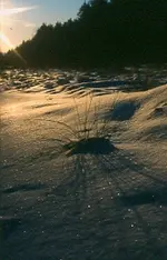 Abendstimmung1,Söhre.webp