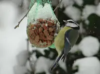 Blaumeise.webp