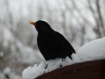 Amsel1.JPG