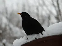 Amsel1.webp