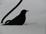 Amsel2.JPG