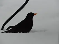 Amsel2.webp