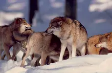 Wolf08,NP Bayer.Wald Jan´06.webp