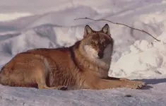 Wolf06,NP Bayer.Wald Jan´06.webp